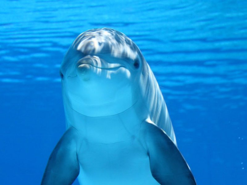 dolphin