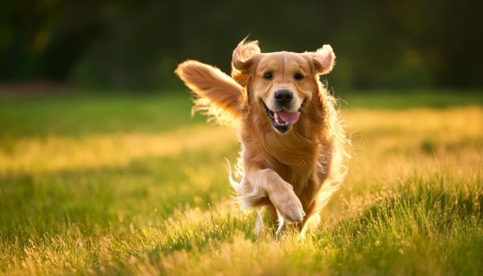 A,Golden,Retriever,Is,Playing,In,The,Grass.