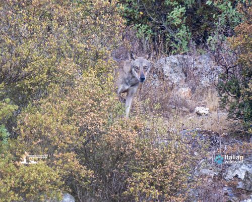 AIA03743-sguardo-lupo-1920-iannibelli