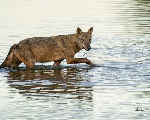 Antonio-Iannibelli-10-1920