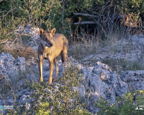 Antonio-Iannibelli-5-1920