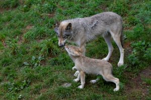 Timber,Wolf,Or,Grey,Wolf,With,Pups,Canis,Lupus,On