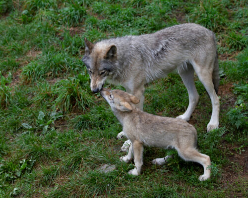 Timber,Wolf,Or,Grey,Wolf,With,Pups,Canis,Lupus,On Timber,Wolf,Or,Grey,Wolf,With,Pups,Canis,Lupus,On