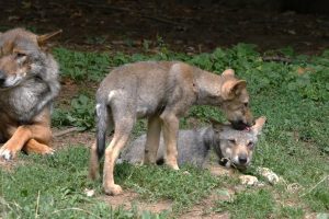 European,Wolf,,Canis,Lupus,,Mother,And,Pup,,France