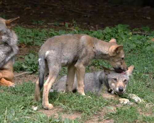 European,Wolf,,Canis,Lupus,,Mother,And,Pup,,France European,Wolf,,Canis,Lupus,,Mother,And,Pup,,France